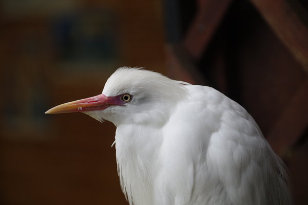 From Colchester Zoo