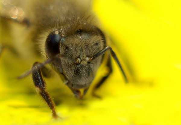 Honey bee