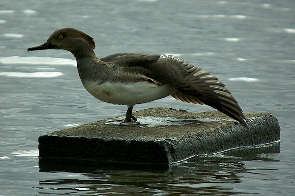 Hooded Merganser
