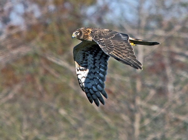 Juvinile Harrier Hawk
