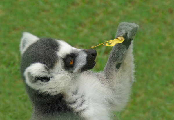 Lemur 2