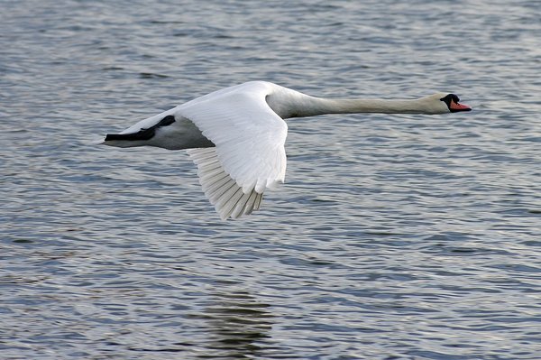 Low pass