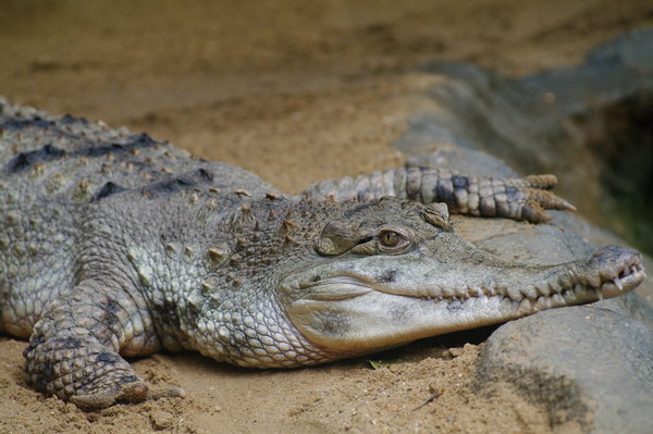 More from the Zoo