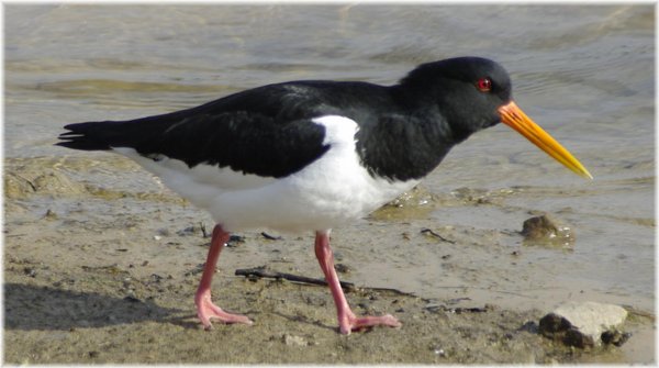 Oyster Catcher