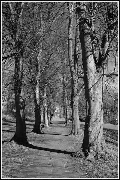 Park Avenue