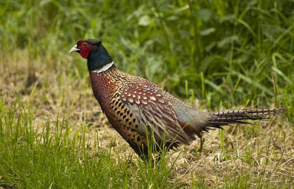 pheasant