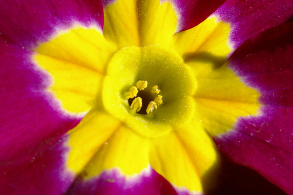 Polyanthus