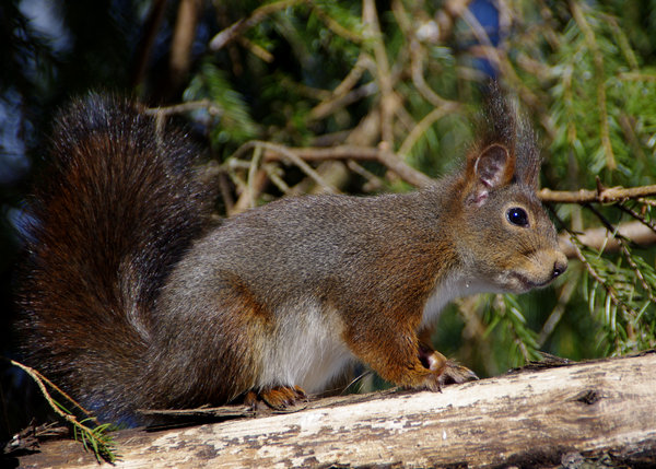 Prudent Squirrel
