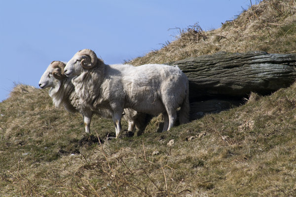 rams