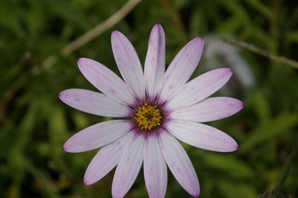 random flower