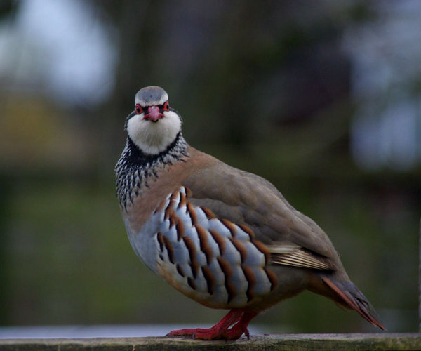 Red Legged Partridge