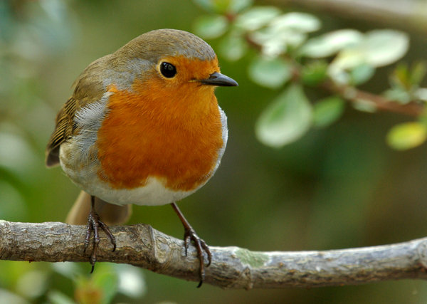 Robin