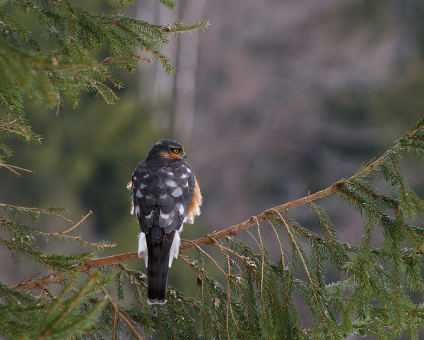 Sparrowhawk