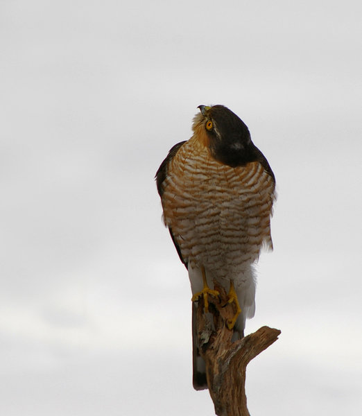 Sparrowhawk