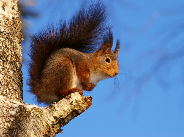 Squirrel
