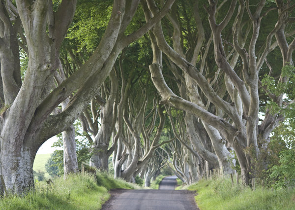 the dark hedges