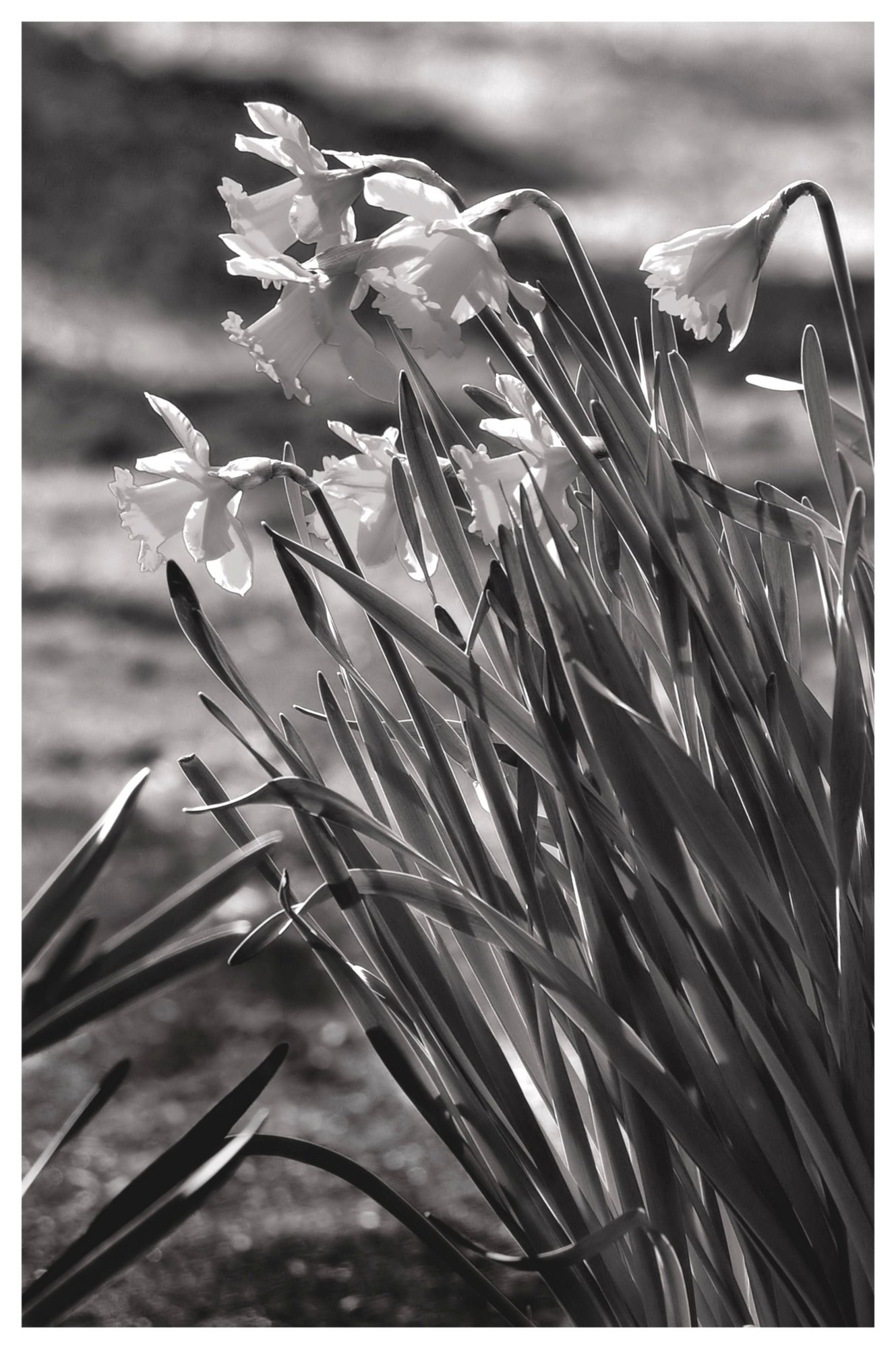 Black and white