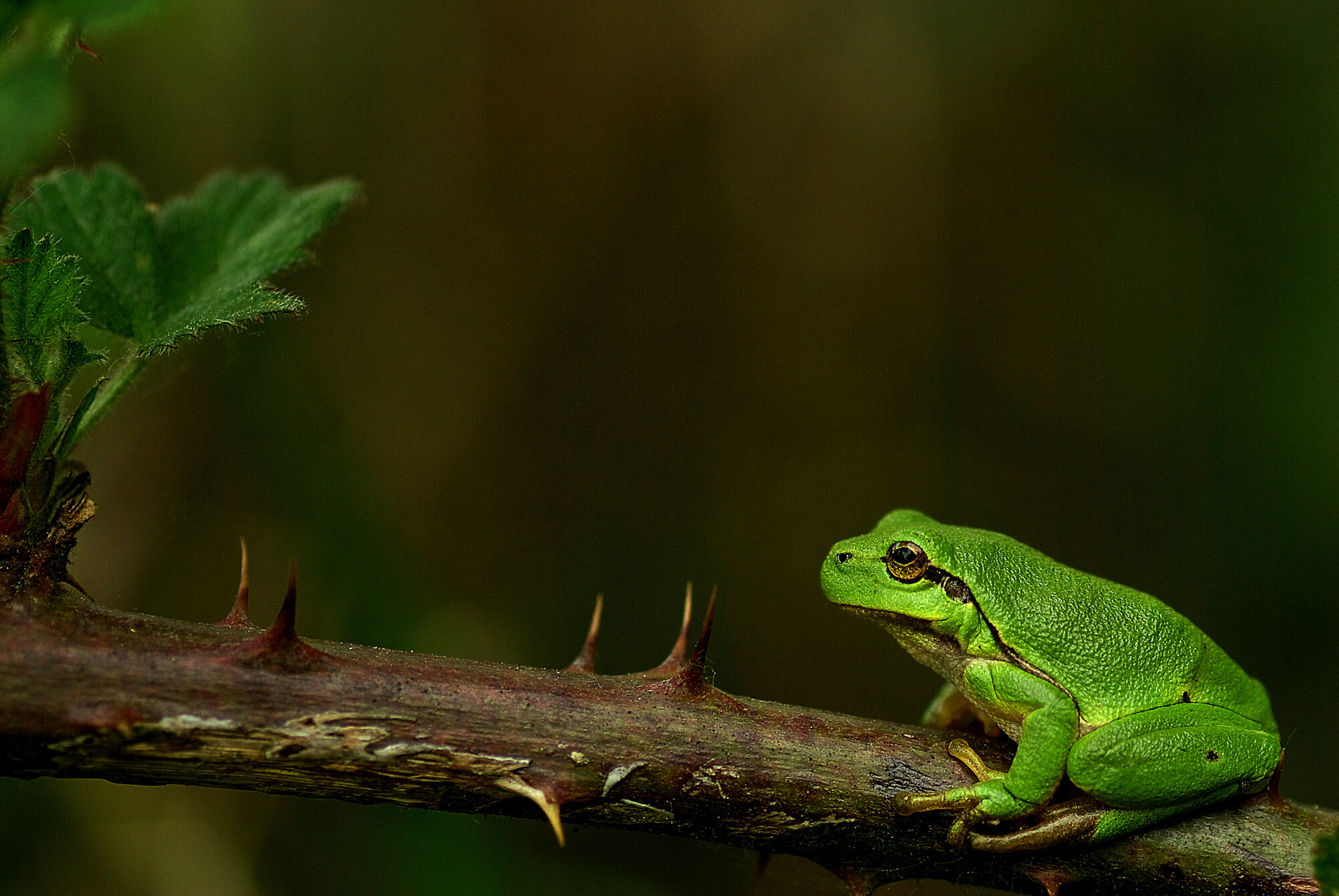 European tree frog (Hyla arborea)