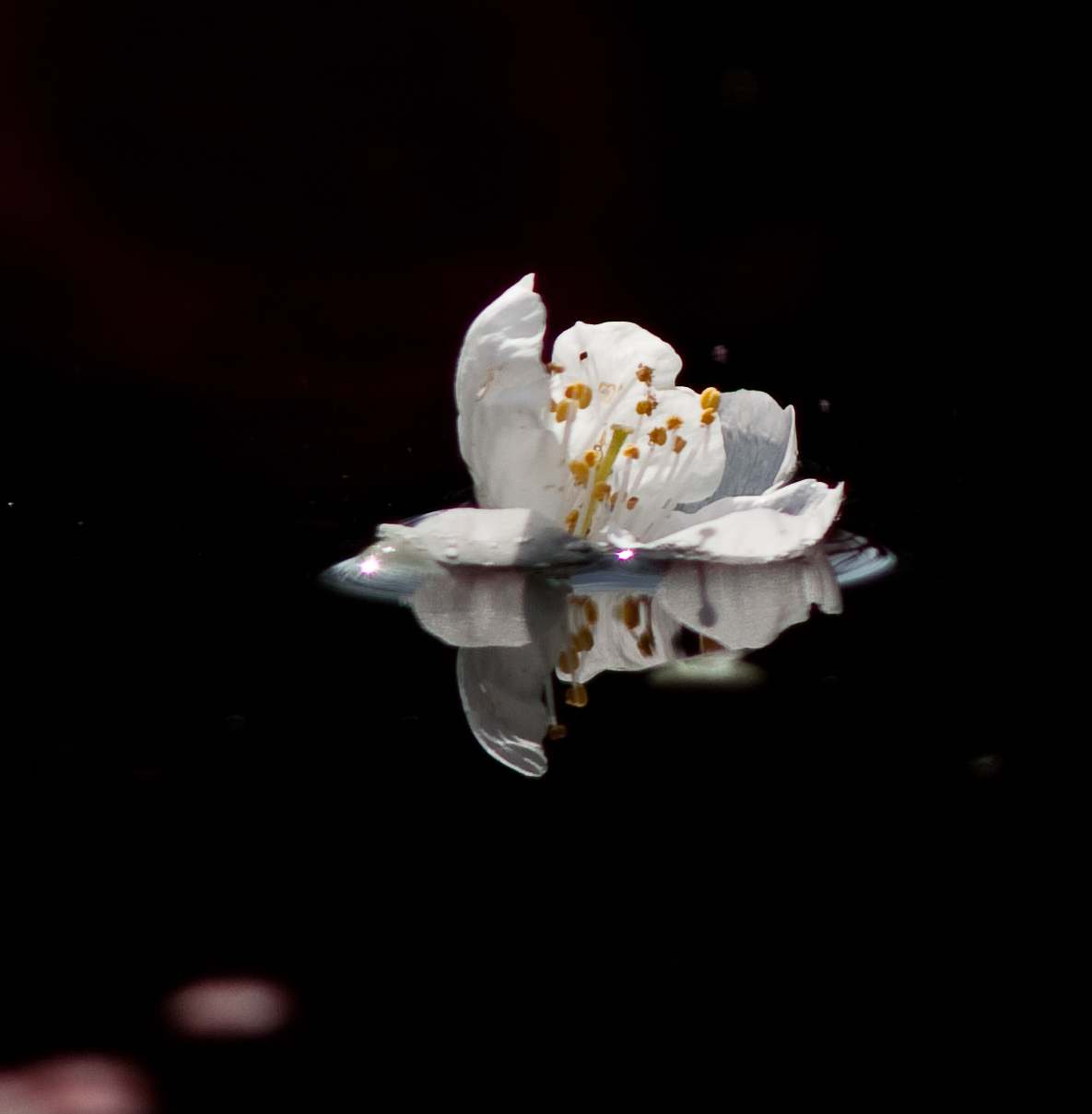 First Blossom