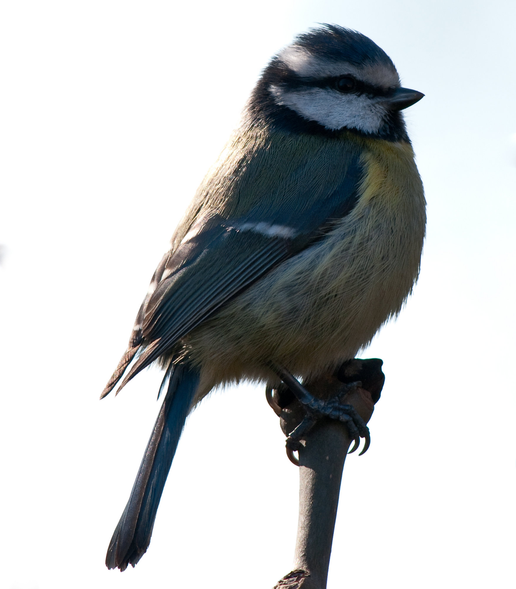 Garden Blue Tit