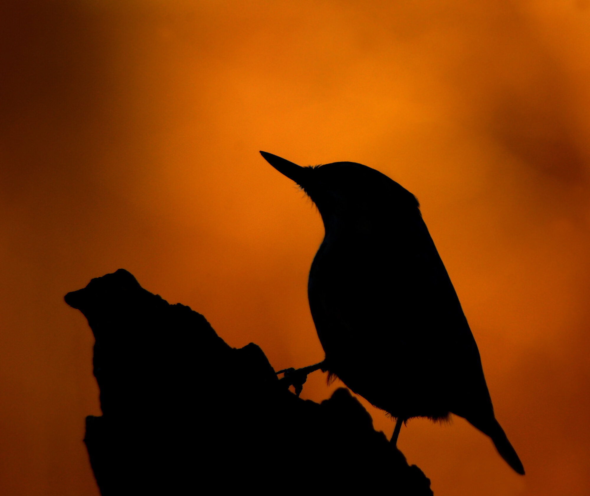 Nuthatch