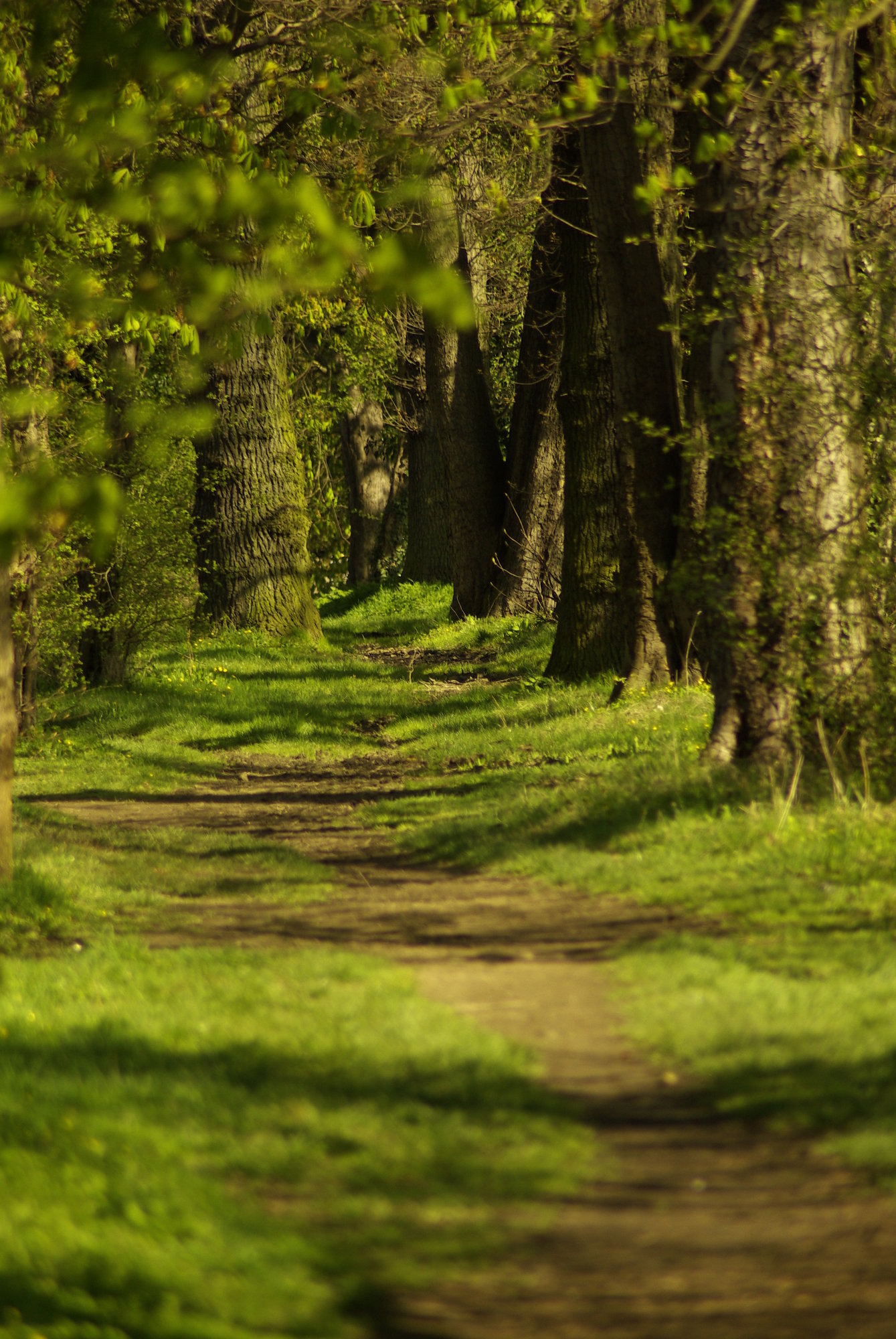 The path