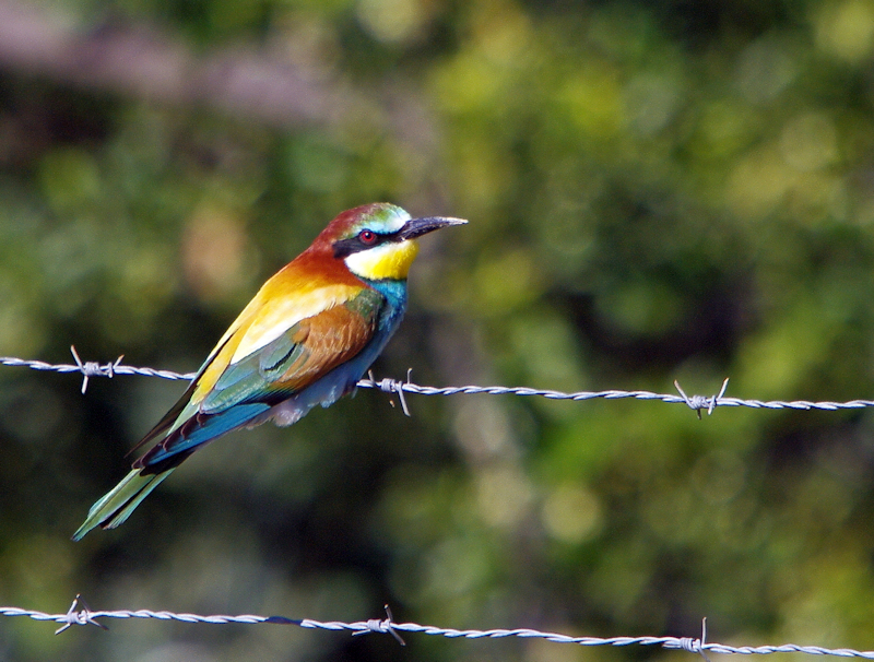 Bee Eater again!