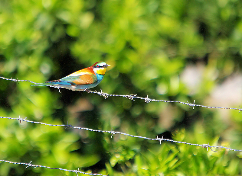 Bee Eater