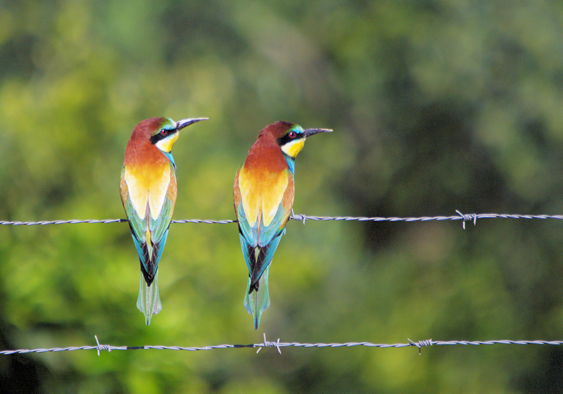 Bee Eaters
