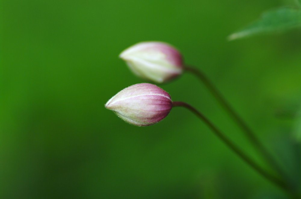 Clematis buds