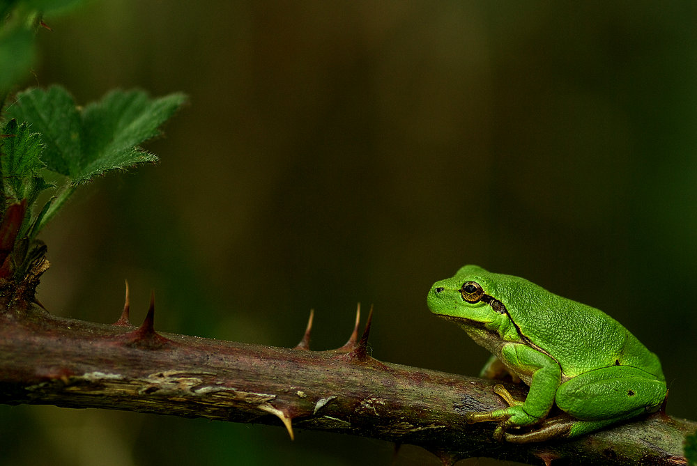 European tree frog (Hyla arborea)