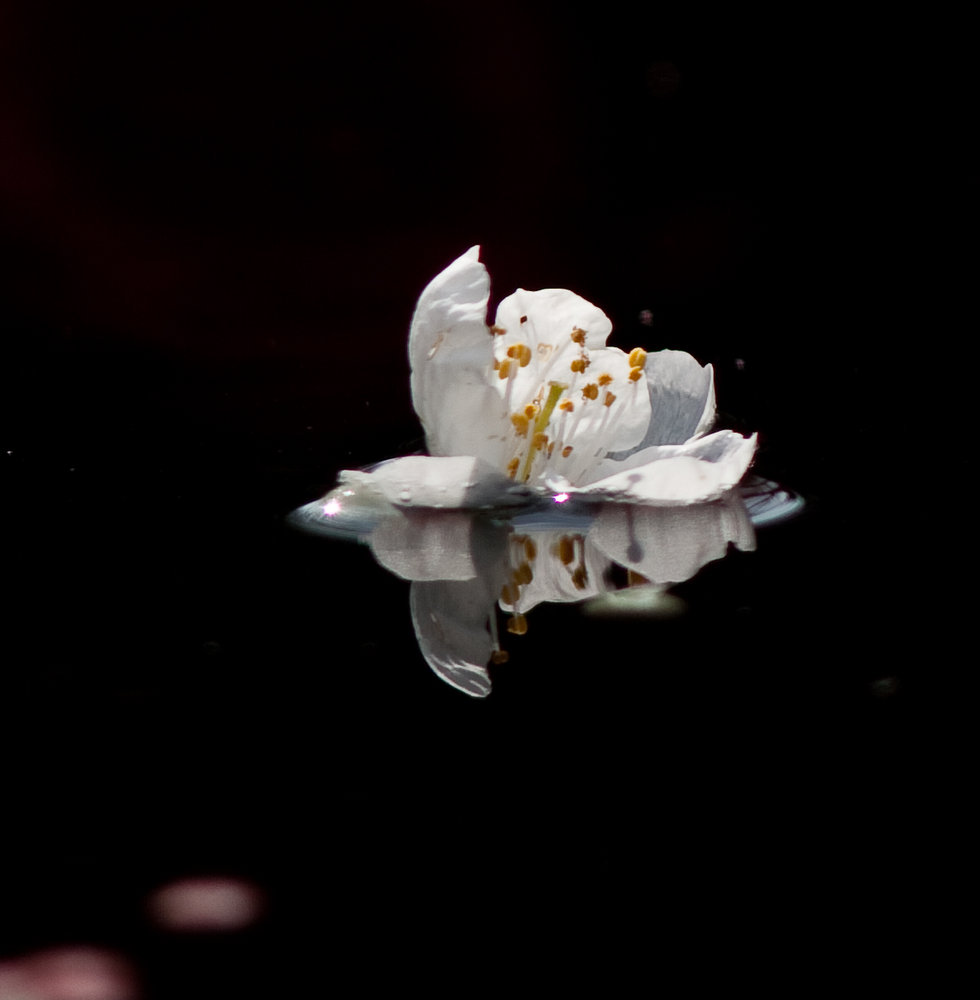 First Blossom