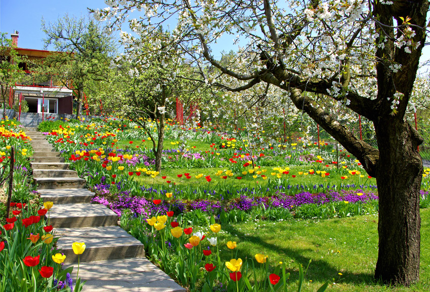 Garden of tulips