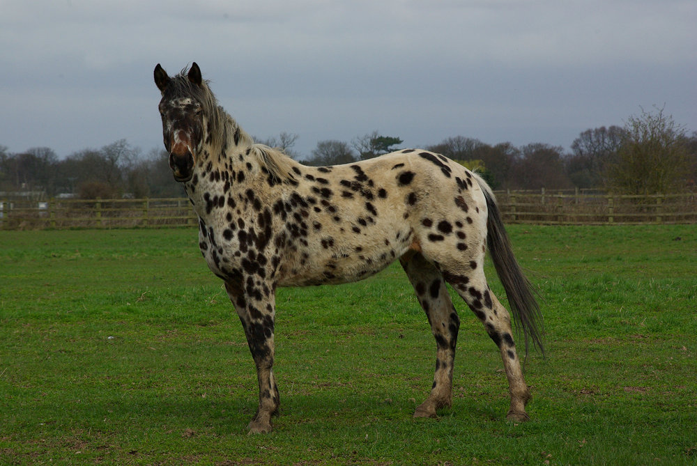 Leopard Spotted Horse