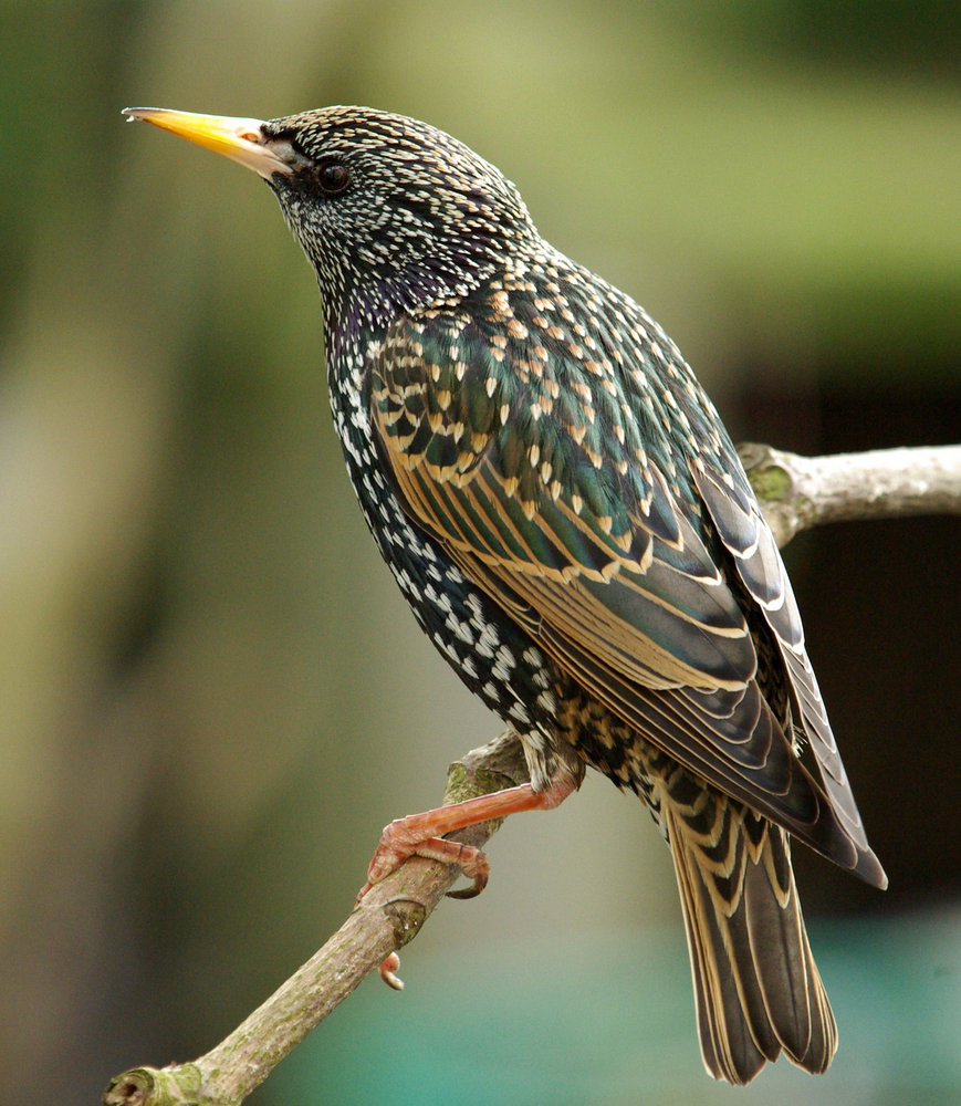 Starling
