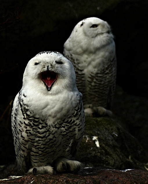 The Snowy Owl (Bubo scandiacus)