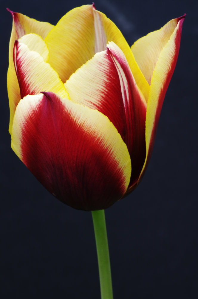 Tulip - Yellow/Red