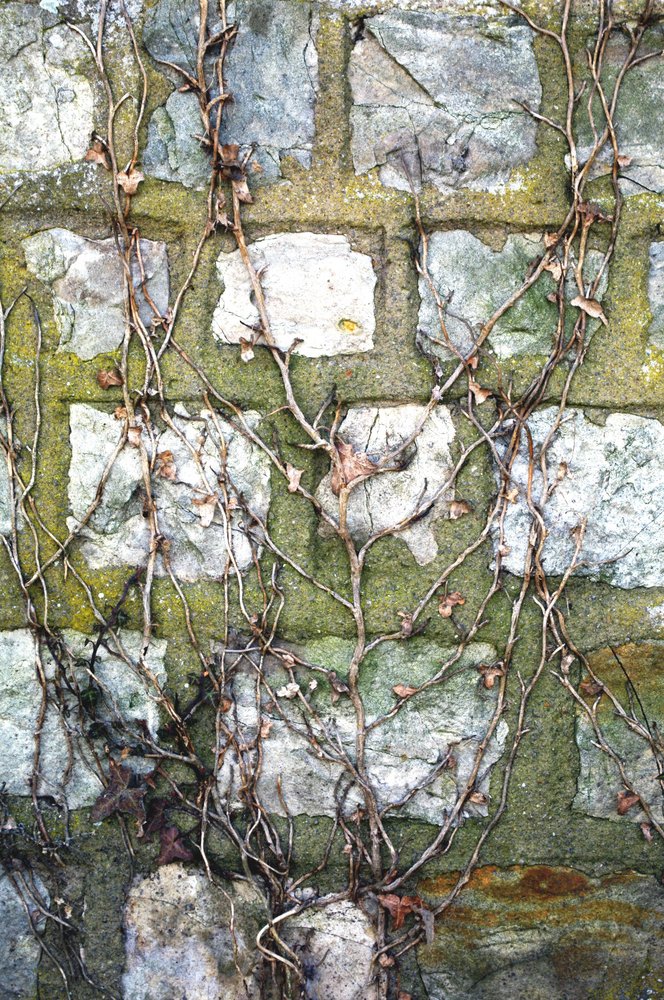 Wall ivy