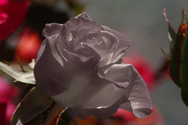A rose is a rose ???