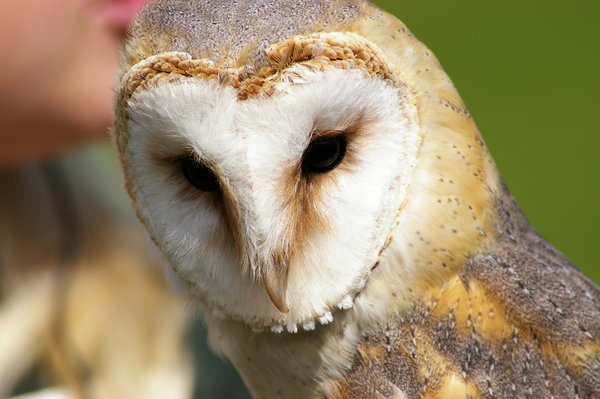 Barn Owl