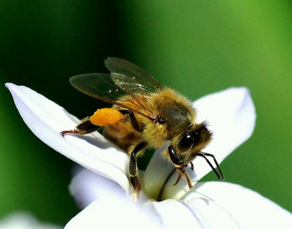 Bee-ing Busy