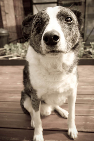 Buddy Collie