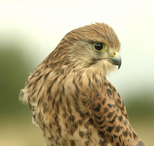 'Cute Kestrel'