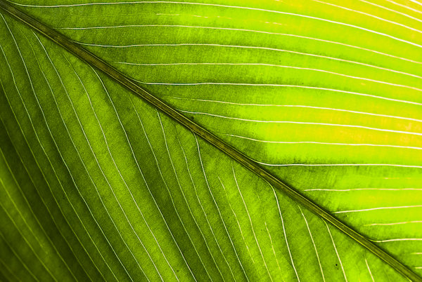 details  of a leave