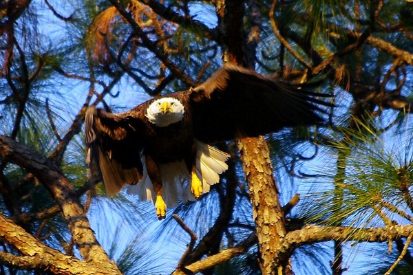 eagle annoyed
