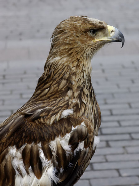 Eagle