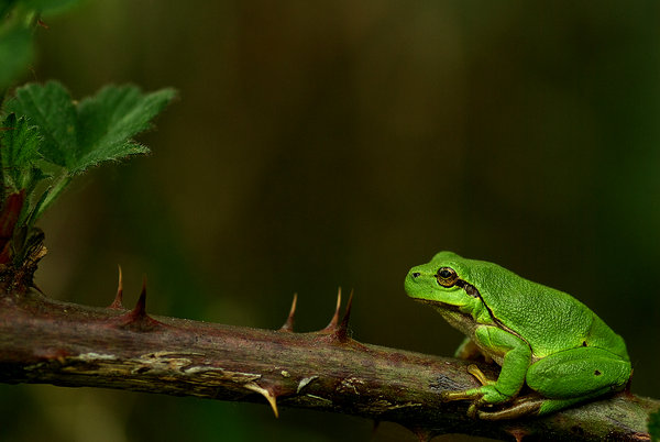 European tree frog (Hyla arborea)