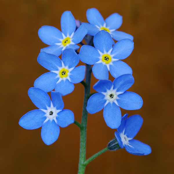 Forget-me-nots