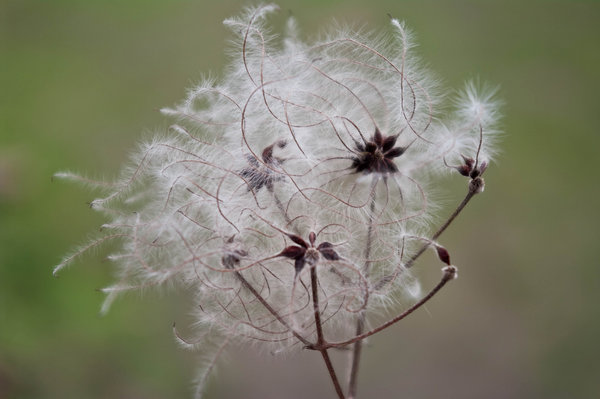 fuzz
