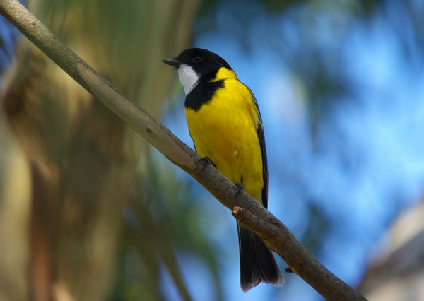 golden whistler came to visit